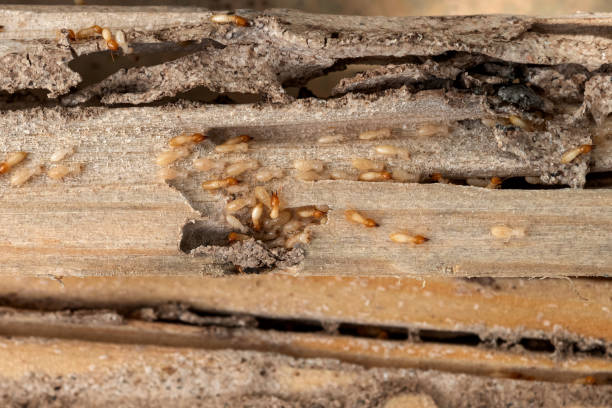 Best Residential Pest Control  in Mayville, NY