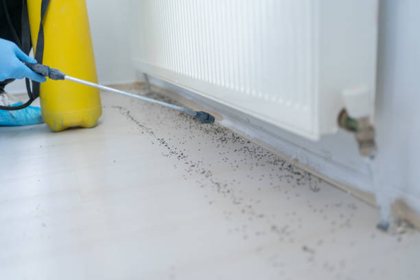 Trusted Mayville, NY Pest Control Experts